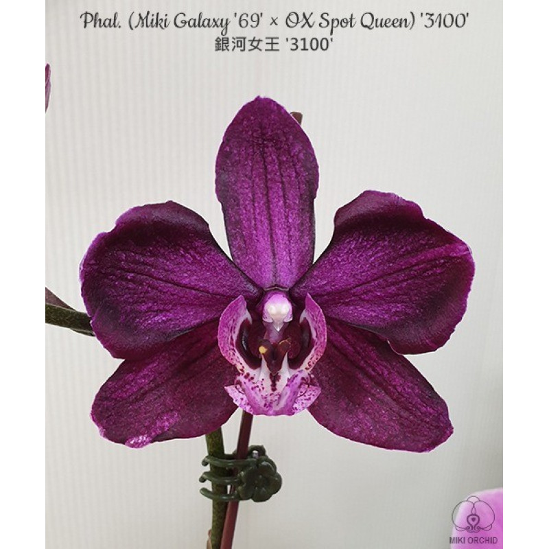 Орхiдея Phal. (Miki Galaxy 69 × OX Spot Queen) 3100 - купити